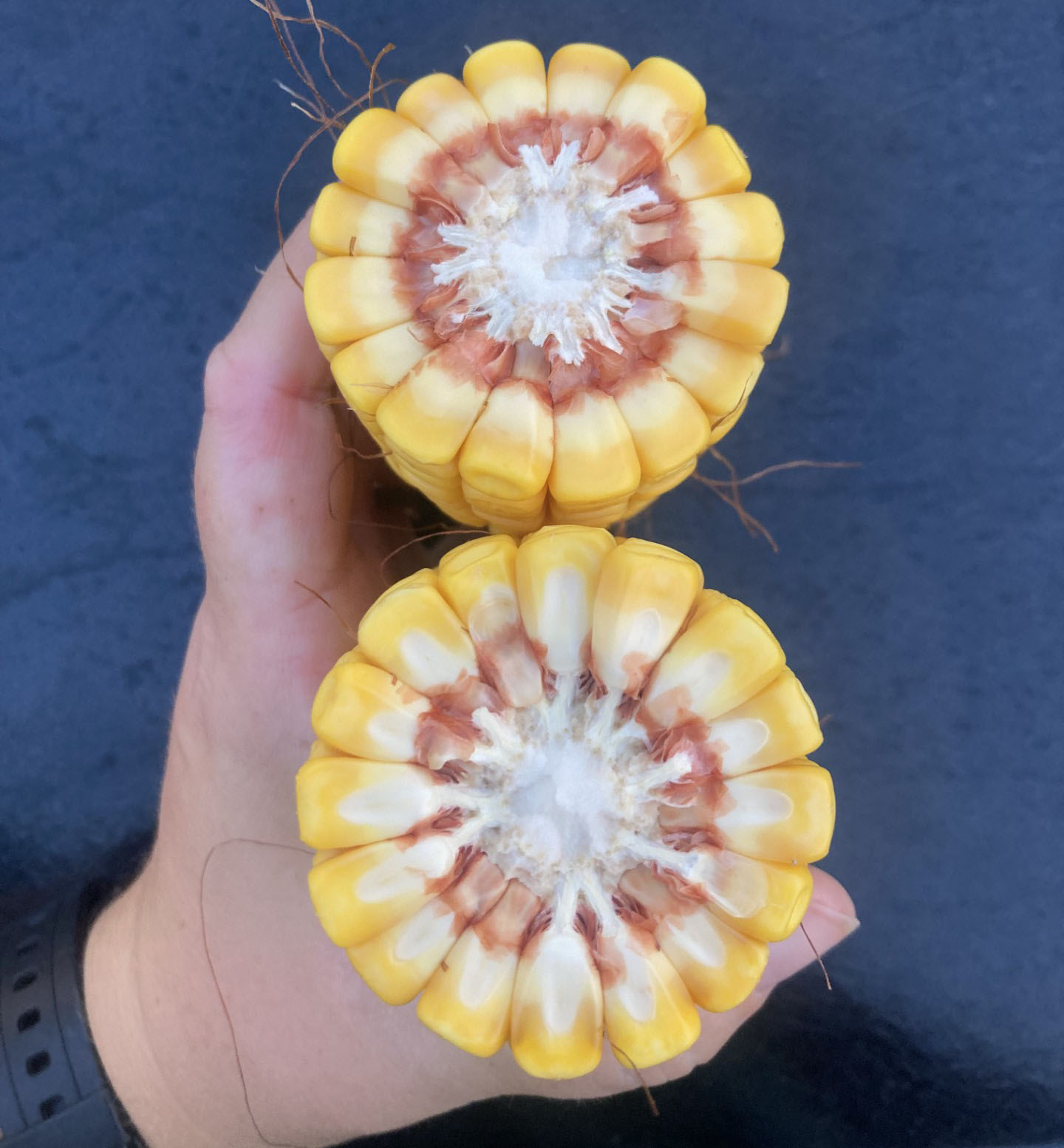 A cob of corn cut in half, showing that the milk line is about 50% of the way through the kernel.